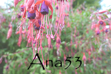 Ana53