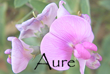 Aure