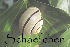 Schaefchen