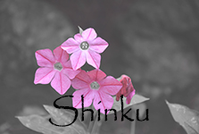 Shinku